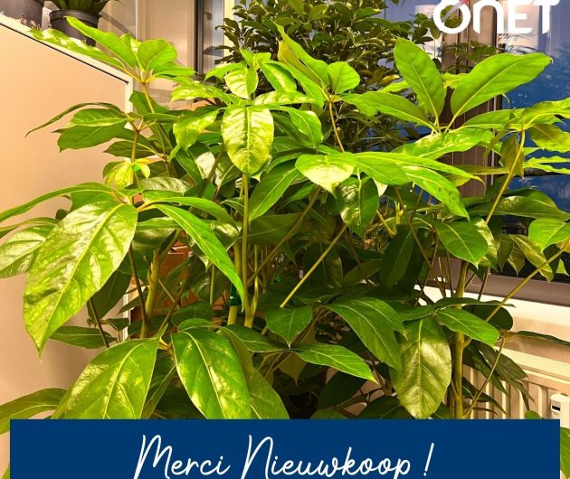 🌱 Un souffle de verdure chez Onet Luxembourg ! 🌱